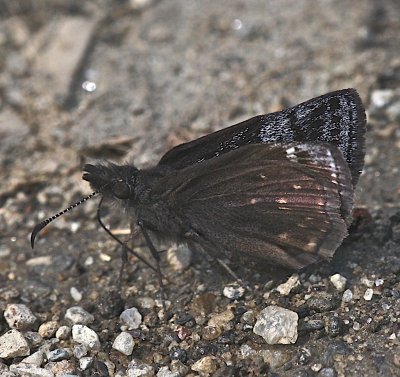 Dreamy Duskywing