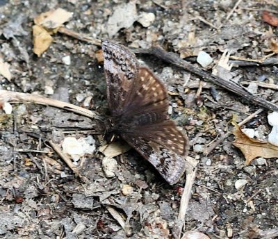 Dreamy Duskywing