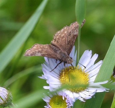 Dreamy Duskywing