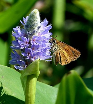 Dukes's Skipper