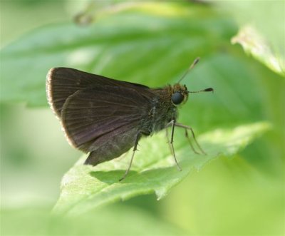Dun Skipper