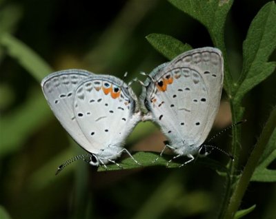Eastern Tailed-Blue
