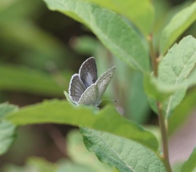 Echo Azure