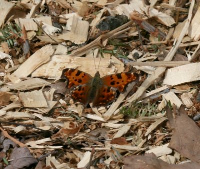 Eastern Comma