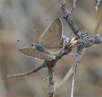 Edith's Copper