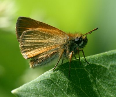 European Skipper
