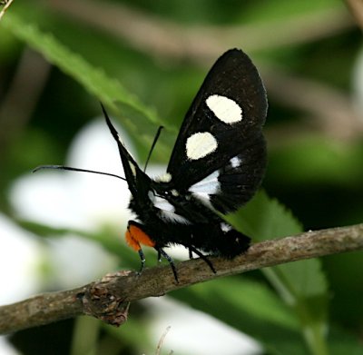 Eight-spotted Forester, Alypia octomaculata