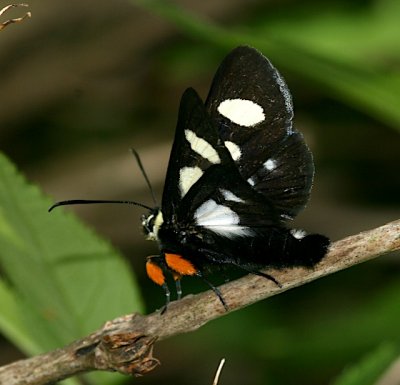Eight-spotted Forester, Alypia ocotmaculata