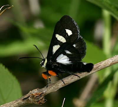 9314, Alypia octomaculata, Eight-spotted Forester