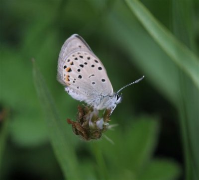 Greenish Blue