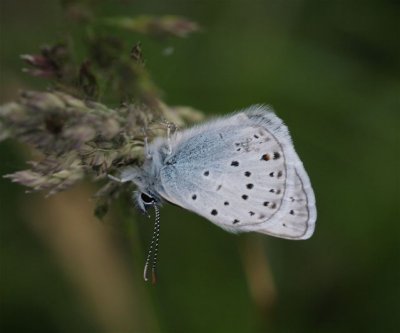 Greenish Blue