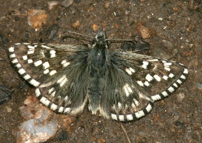 Grizzled Skipper