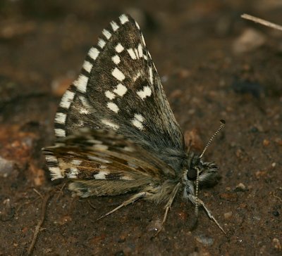 Grizzled Skipper