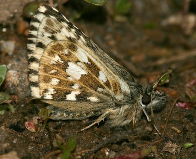 Grizzled Skipper