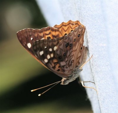 Hackberry Emperor