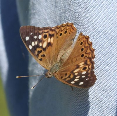 Hackberry Emperor