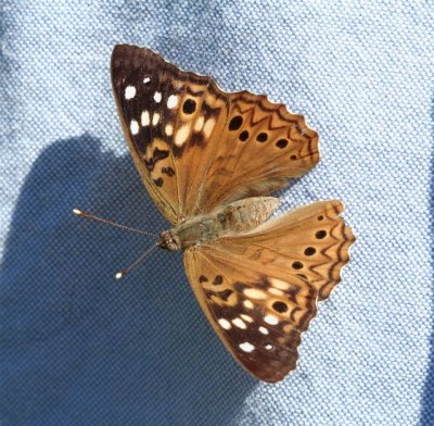 Hackberry Emperor