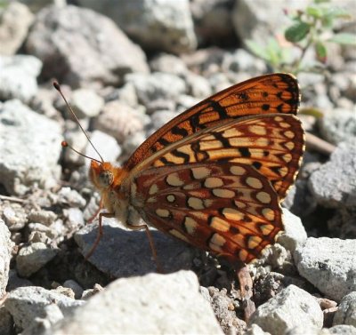 Hesperis Fritillary