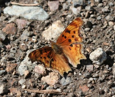 Hoary Comma