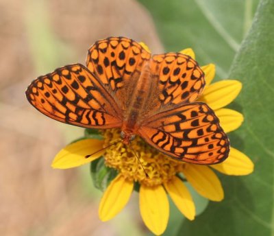 Hydaspe Fritillary