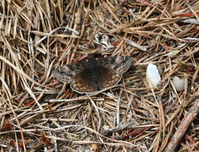 Juvenal's Duskywing