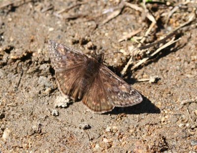 Juvenal's Duskywing