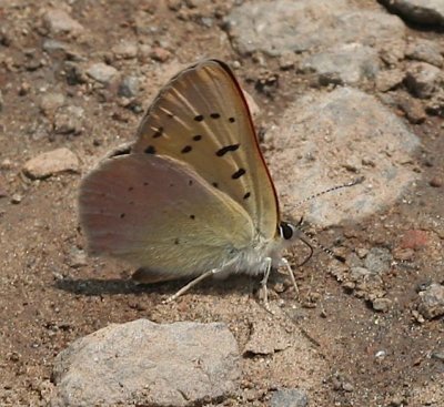 Lilac-bordered Copper