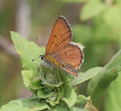 Mariposa Copper
