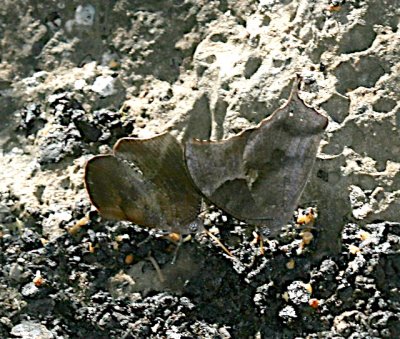 Pale-spotted Leafwing and Memphis sp.