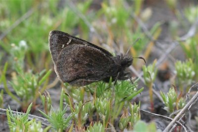 Mexican Cloudywing