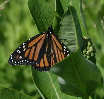 Monarch