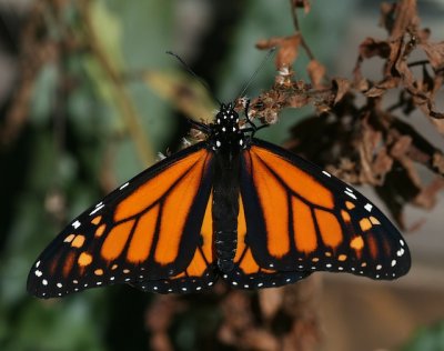 Monarch