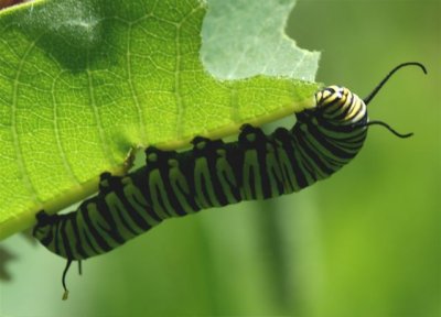 Monarch catepillar