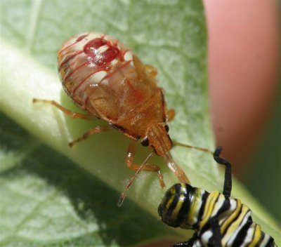 Monarch predator
