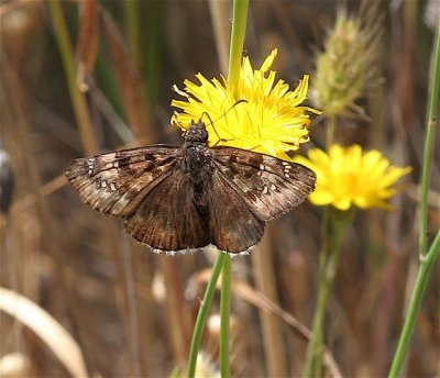 Mournful Duskywing