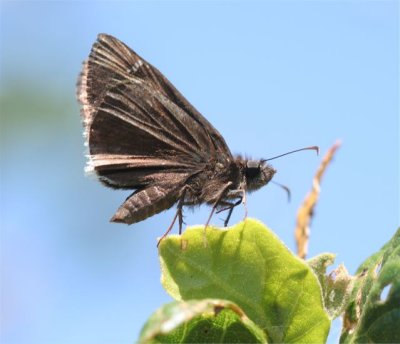 Mournful Duskywing