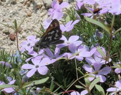 Nevada Skipper