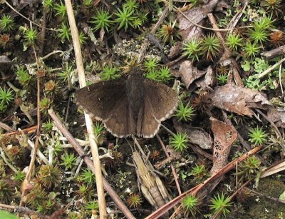 Northern Cloudywing