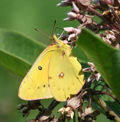 Orange Sulphur