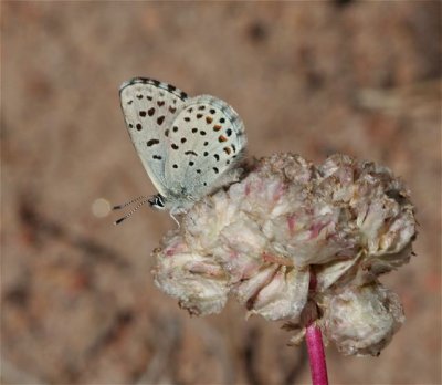 Pacific Dotted-Blue