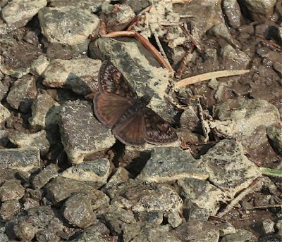 Pacuvius Duskywing
