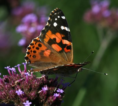 Painted Lady