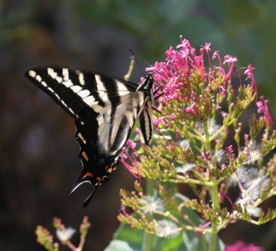 Pale Swallowtail