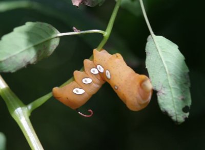 Pandorus Sphinx cat