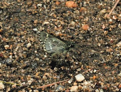Pepper-and-Salt Skipper