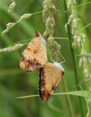 Pearl Crescent