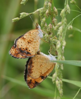 Pearl Crescent