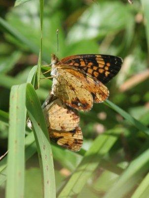 Pearl Crescent