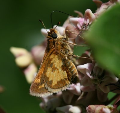 Peck's Skipper