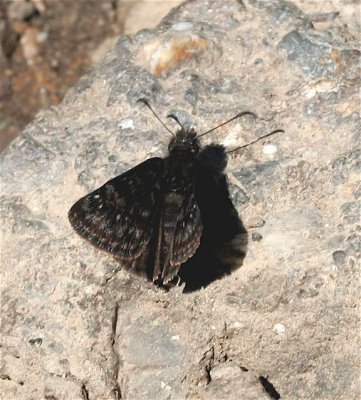 Persius Duskywing